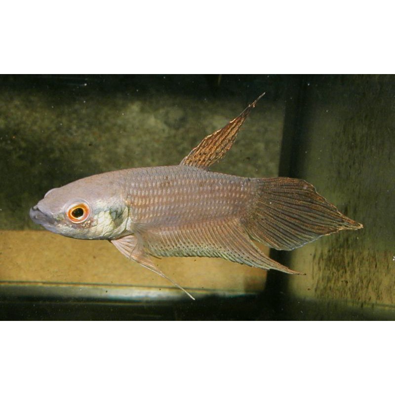 Jual wild betta raja sp jambi | Shopee Indonesia