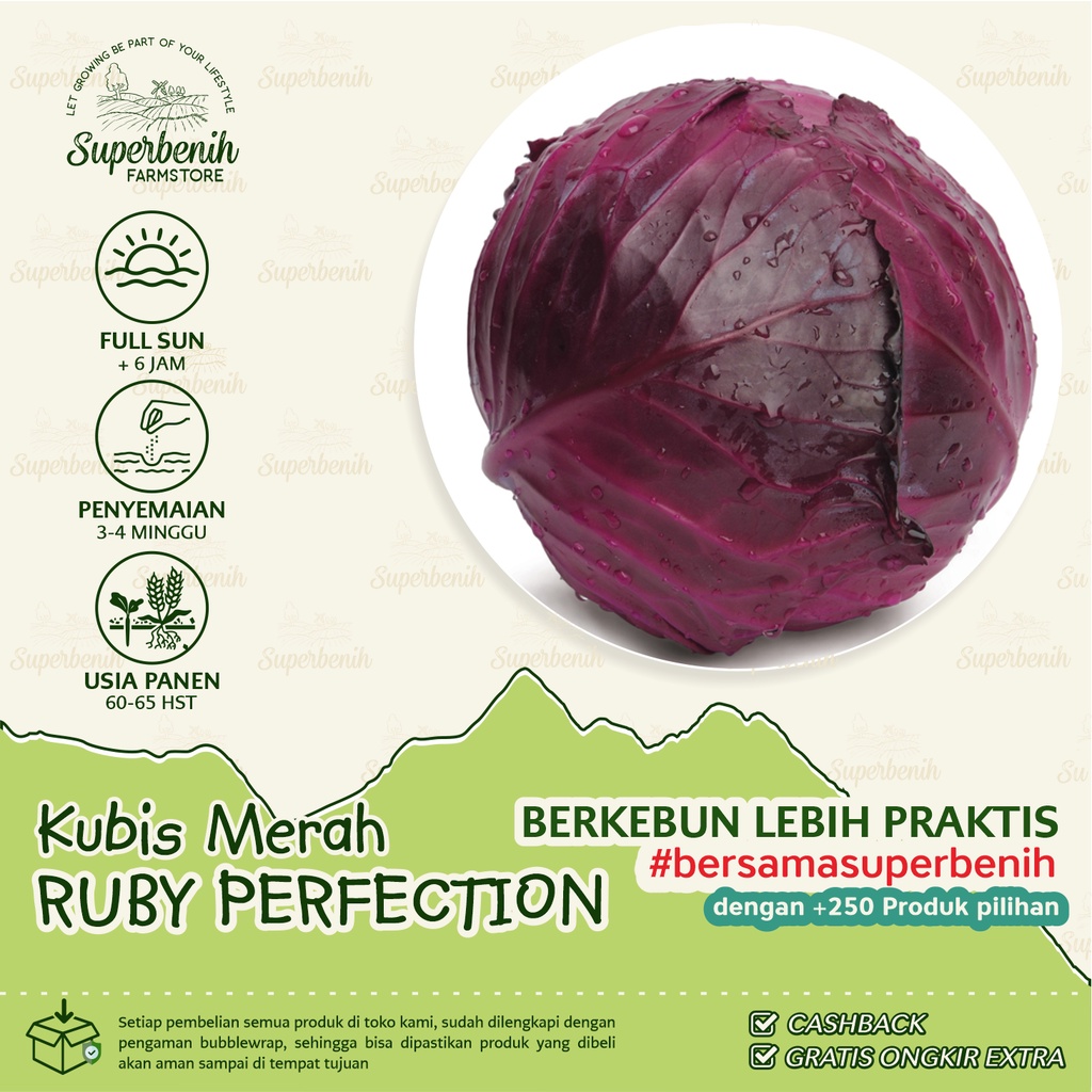 Jual 15 Biji Benih Kubis Ungu Ruby Perfection F1 Kubis Merah Shopee