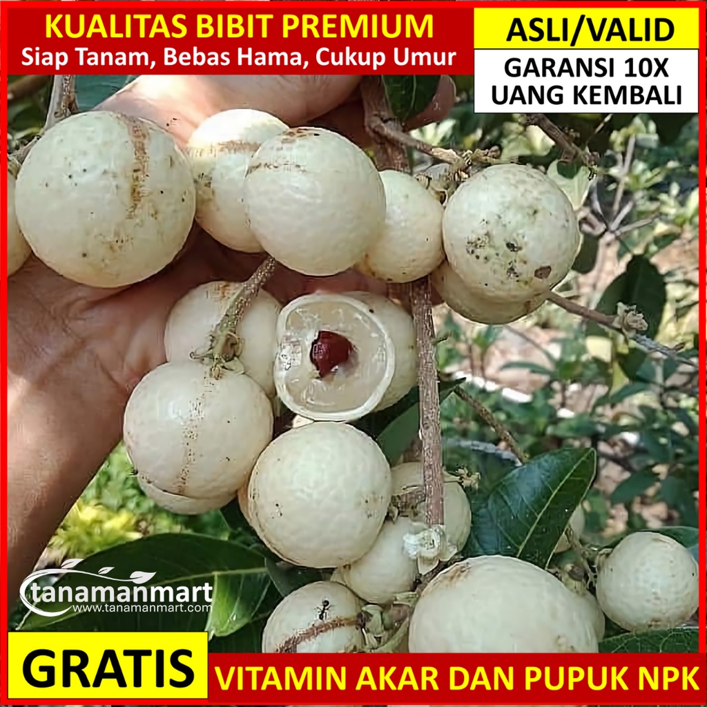 Bibit Kelengkeng Matalada Asli Bergaransi, Pohon Buah Lengkeng Okulasi Valid