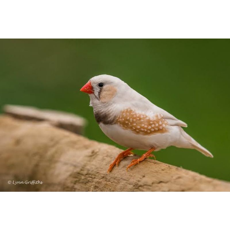 Jual Burung Zebra Finch Ausie Jantan Mutasi CFW | Shopee Indonesia
