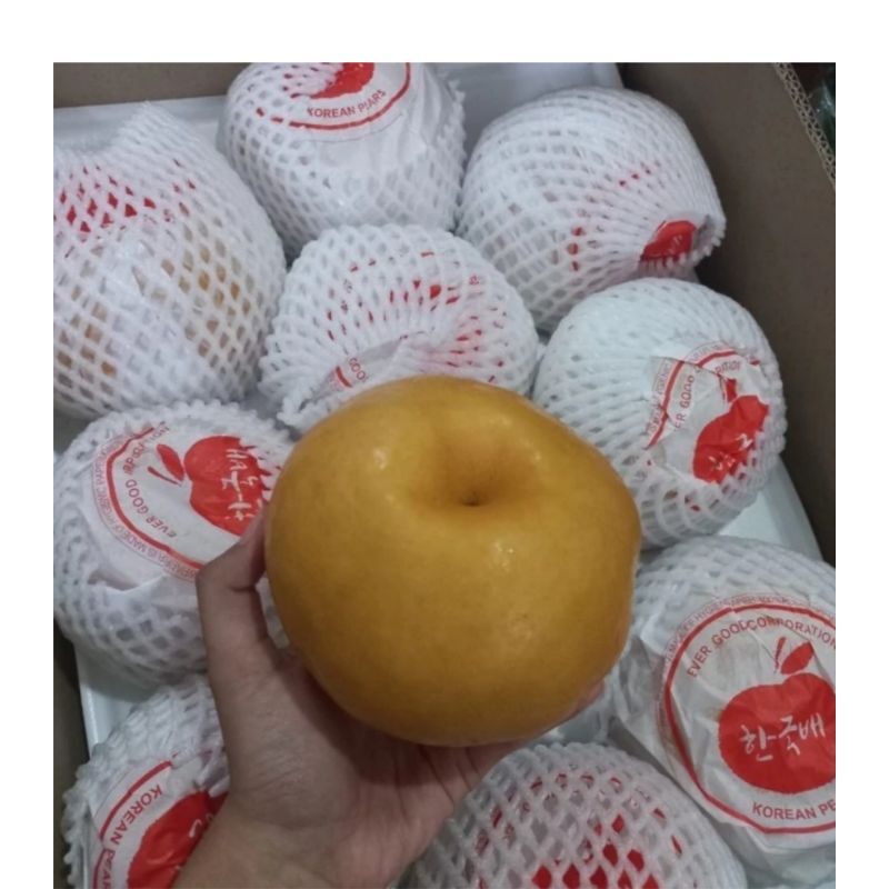 Jual Pear korea singo super jumbo original manis | 1 pcs | Shopee Indonesia