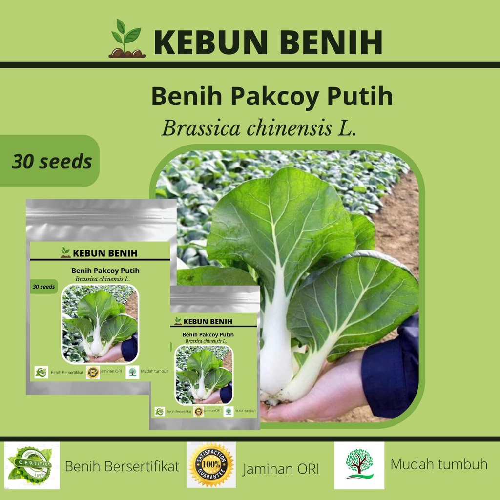 Jual 30 Benih Tanaman Sawi Pakcoy Putih Benih Pakcoy White Steam Sawi