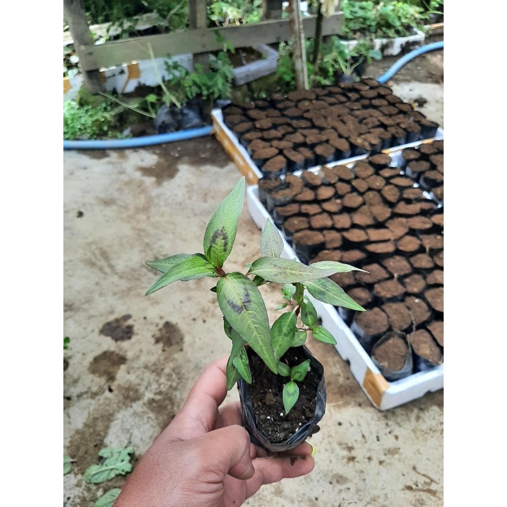 Jual Daun Laksa Daun Kesum Vietnam Mint Bibit Mint Tanaman Mint Daun Mint Shopee Indonesia 9829