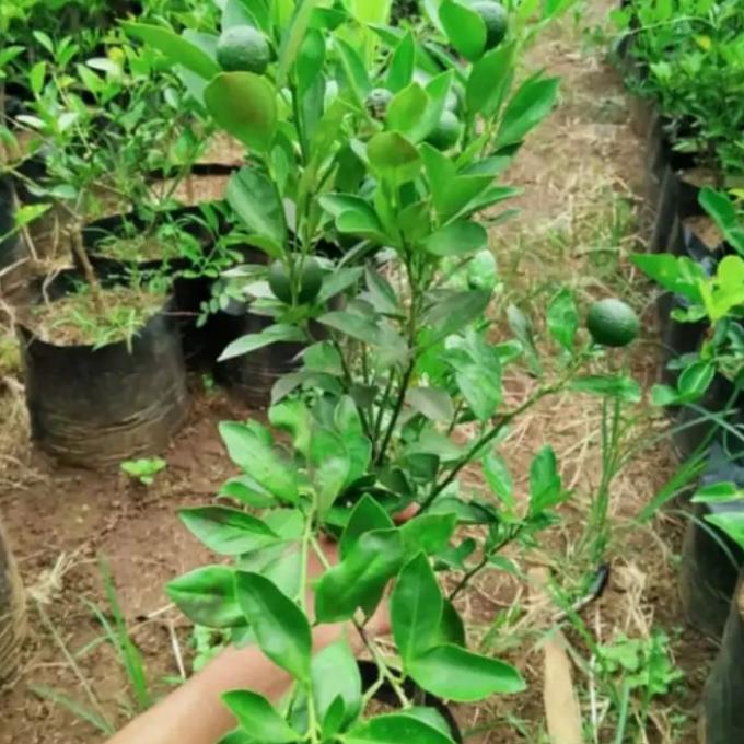Jual Joss Bibit Jeruk Limaulimo Berbuah Pohon Jeruk Sambal Sudah Berbuah Viral Shopee Indonesia 5320