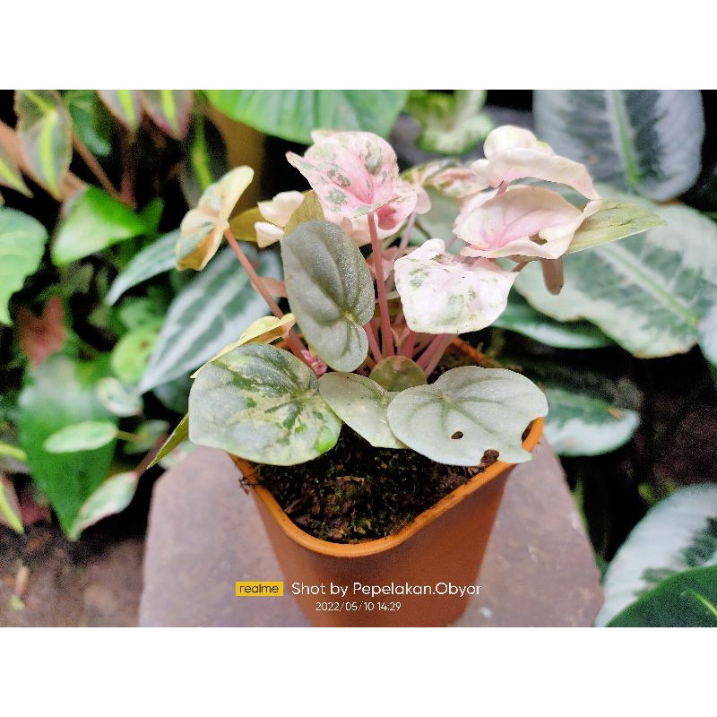 Jual peperomia pink lady / peperomia Variegata | Shopee Indonesia