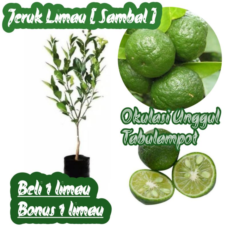 Jual Bibit Jeruk Limo Jeruk Limau Jeruk Sambal Shopee Indonesia 3448