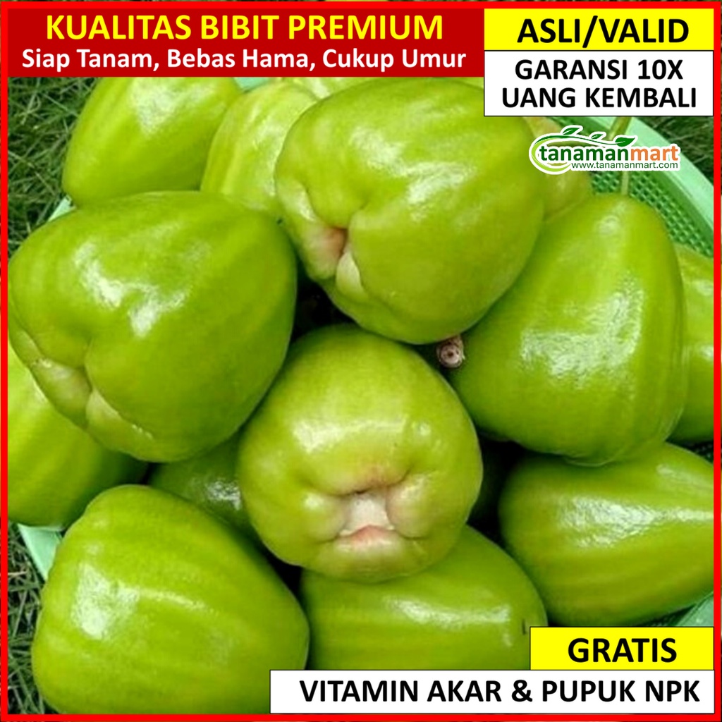 Bibit Jambu Air Kiojok BIBIT TANAMAN BUAH UNGGUL ASLI BERGARANSI