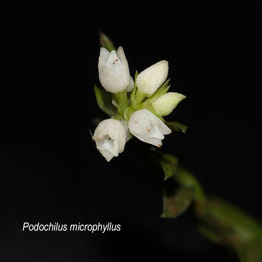 Jual Podochilus mycrophyllus - orchid / Epifit / Paludarium / Terrarium ...