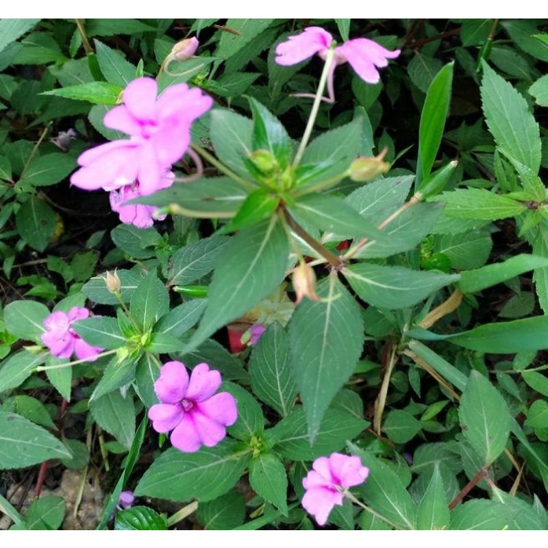 Jual Daun Pacar Air Hutan Segar 1 Kg / Pacar Leuweung (Impatiens ...