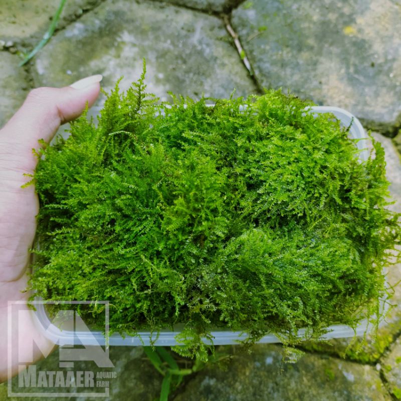Jual Weeping tropica clump original ( moss aquascape ) | Shopee Indonesia