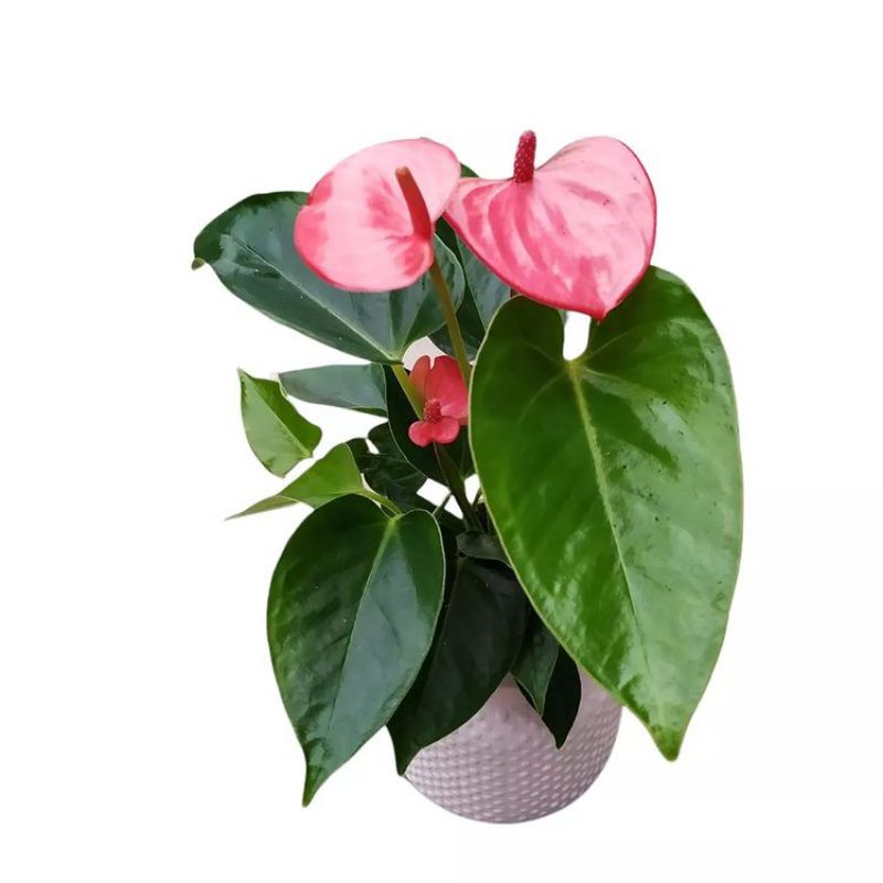 Jual Tanaman Bunga Anthurium Bangkok Anturium Shopee Indonesia