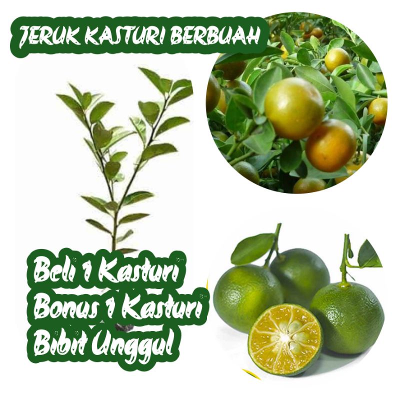 Jual Bibit Jeruk Kasturi Sudah Berbuah Shopee Indonesia 0191