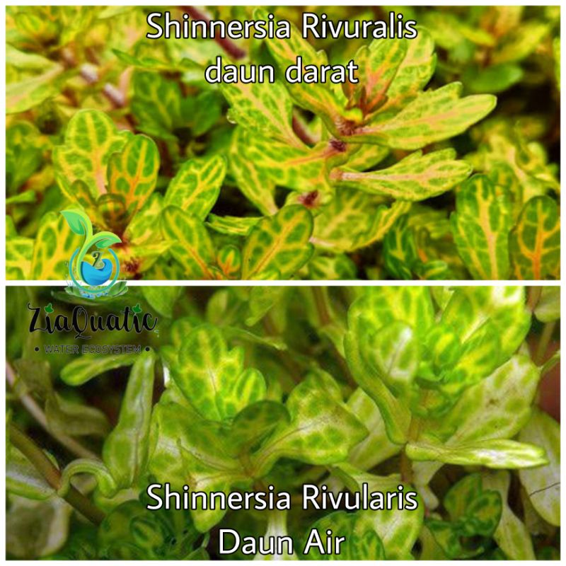Jual Tanaman Aquascape Stemplant Shinnersia Rivularis | Shopee Indonesia