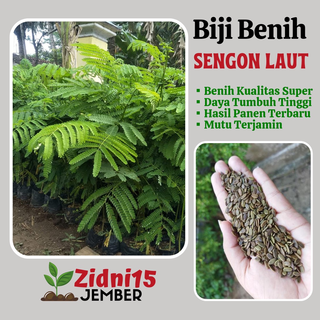 Jual 1000 Biji Benih Sengon Laut Sengon Solomon Jeungjing Pohon