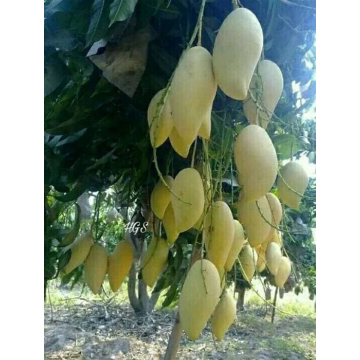 Jual Bibit Tanaman Buah Mangga Namdokmai Golden EE44 | Shopee Indonesia