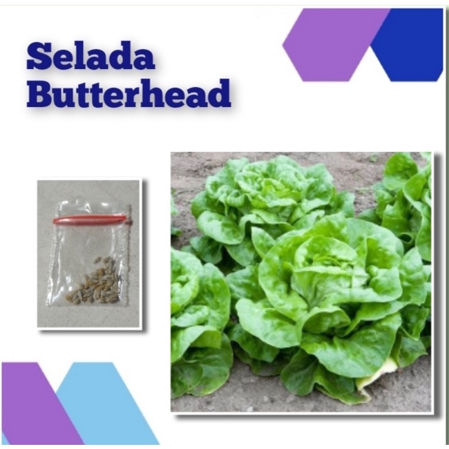 Jual Benih Selada Butterhead F Bibit Tanaman Sayuran Unggul Shopee