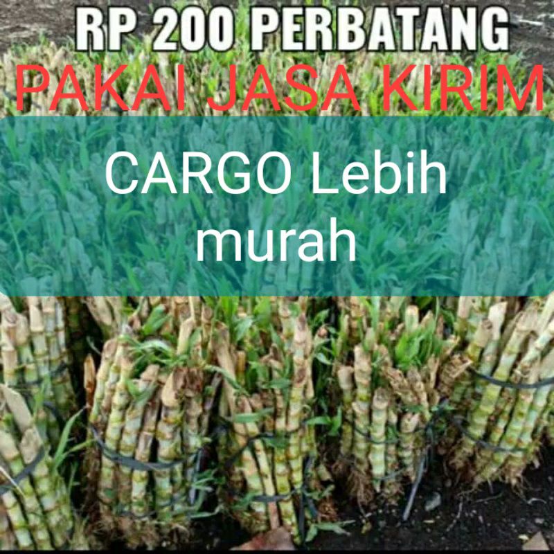 Jual Bibit Rumput Odot Super Perbatang Benih Odot Per Stek Batang Shopee Indonesia