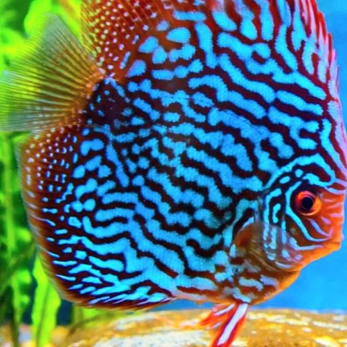 Jual ikan discus blue turquoise discus turquoise discus turkis