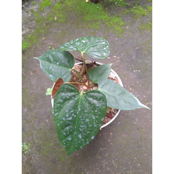 Jual anthurium portillae x blue papi | Shopee Indonesia
