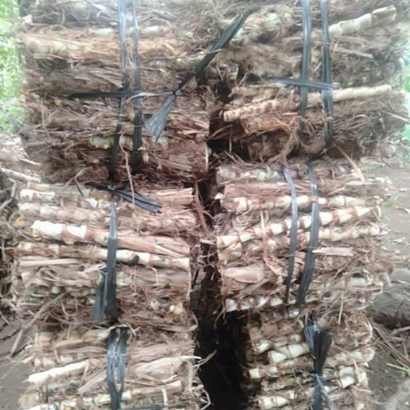 Jual BIBIT RUMPUT ODOT PAKAN KAMBING SAPI 2 KG | Shopee Indonesia
