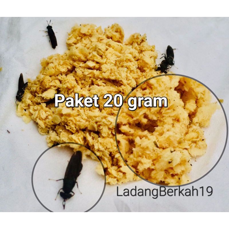 Jual telur paket 20 gram | Shopee Indonesia