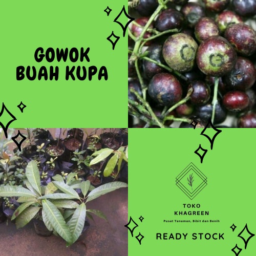 Jual Bibit Pohon Gowok Buah Kupa Ee11 Shopee Indonesia