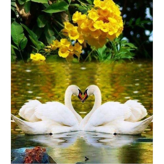 Jual POSTER DUA ANGSA+BINGKAI 35×53CM | Shopee Indonesia