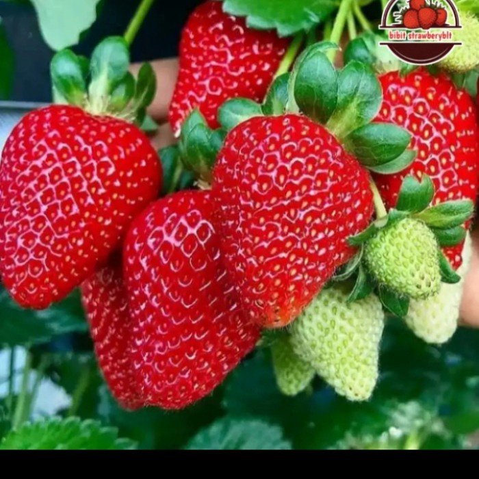 Jual BIBIT TANAMAN BUAH STRAWBERRY CALIFORNIA JUMBO EE11 | Shopee Indonesia