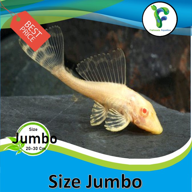 Jual Ikan Hias Sapu Sapu Albino Algaeter Jumbo Besar Shopee Indonesia