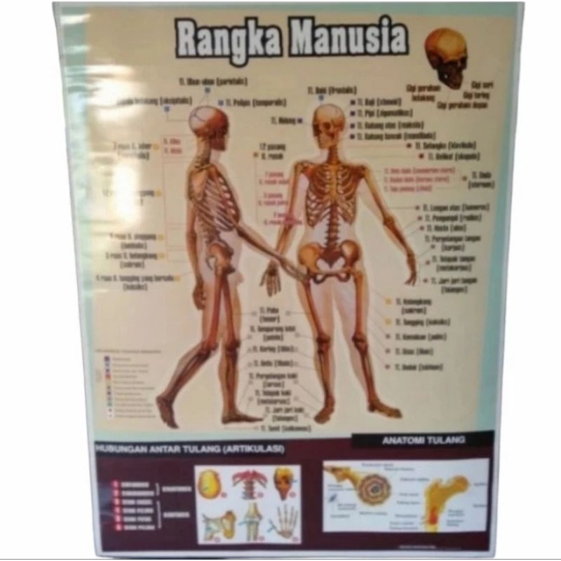 Jual Gambar Poster Rangka Manusia | Shopee Indonesia