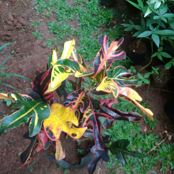 Jual tanaman puring tiga marna | Shopee Indonesia