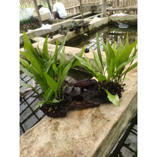 Jual kayu rentek kadaka full air tanaman aquascape | Shopee Indonesia