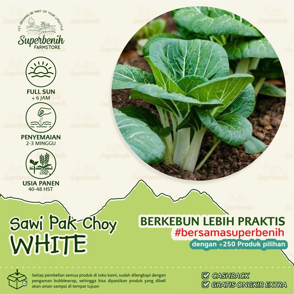 Jual 100 Biji Benih Sawi Pak Choy White Pak Choy Putih Shopee