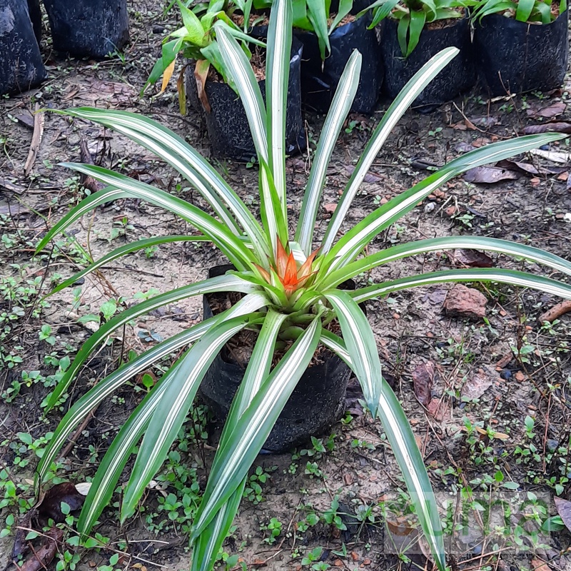 Jual Tanaman Hias Bromelia Gusmania Varigata Merah I Guzmania I