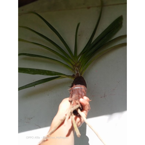 Jual Anggrek vanda Reed bonza Dewasa | Shopee Indonesia