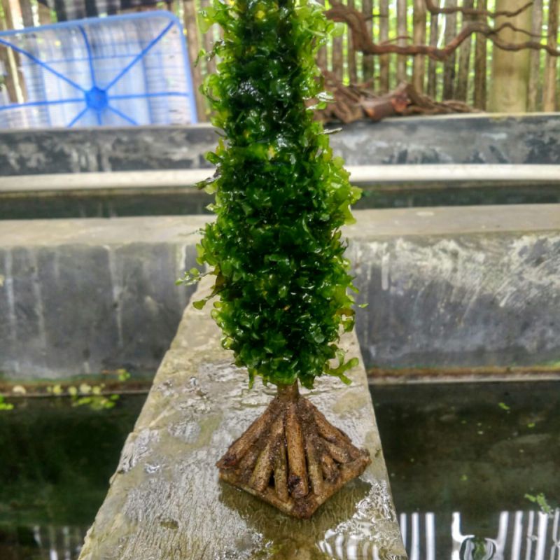 Jual bonsai Cemara 20cm MOS pelia untuk kebutuhan akuarium Shopee