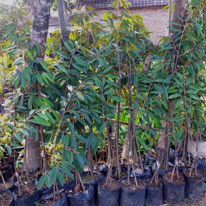 Jual Bibit Tanaman Buah Durian Ochee Duri Hitam Kaki 3 Tinggi 1 Meter ...