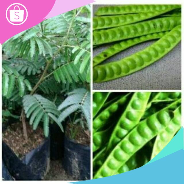 Jual Assri Tanaman Bibit tanaman pete/petai | Shopee Indonesia