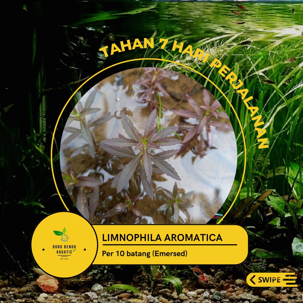 Jual Limnophila aromatica/tanaman aquascape | Shopee Indonesia