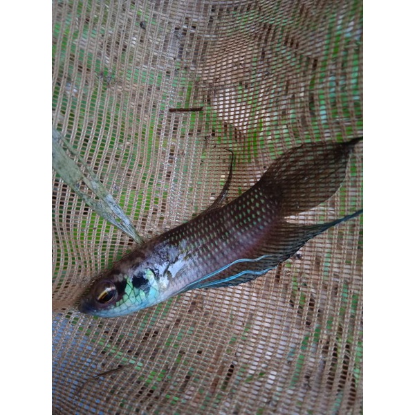 Jual wild Betta raja Shopee Indonesia