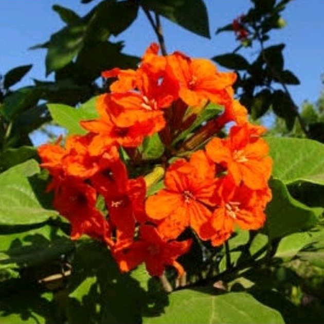 Jual Bibit Tanaman Cordia Sebestena / Geiger Tree / Hiasan Taman ...