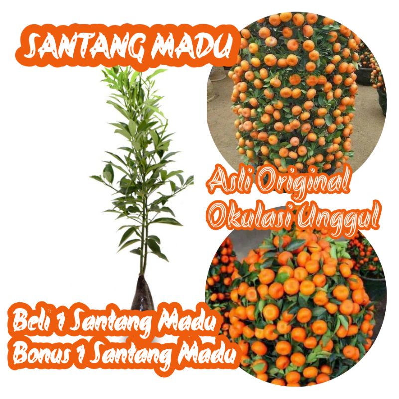 Jual Bibit Jeruk Santang Madu Asli Bibit Okulasi Super Unggul Shopee Indonesia 2015