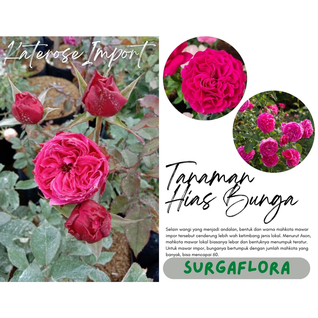 Jual tanaman hias hidup Bunga Mawar Import David Austin KATE ROSE ...