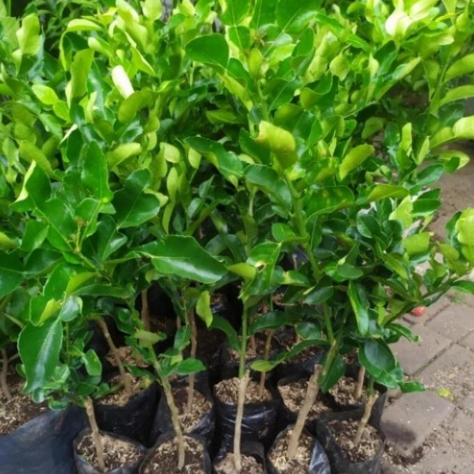 Jual Joss Pohon Jeruk Purut Cm Okulasi Bibit Tanaman Pohon Daun Jeruk Purut Viral Shopee