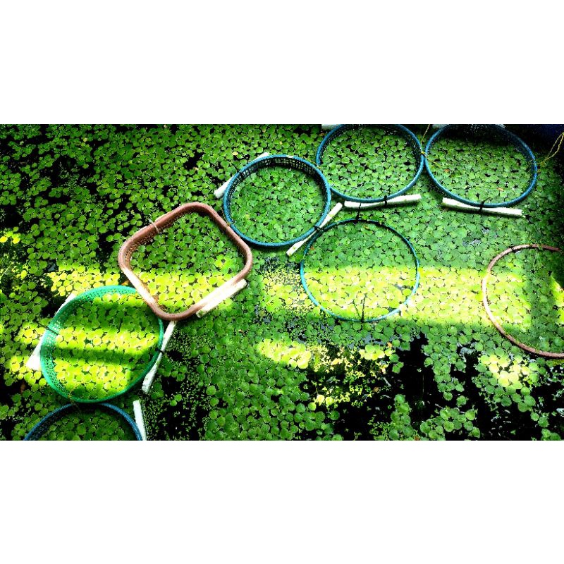 Jual Tanaman air amazon frogbit/tanaman aquascape/progbit | Shopee ...