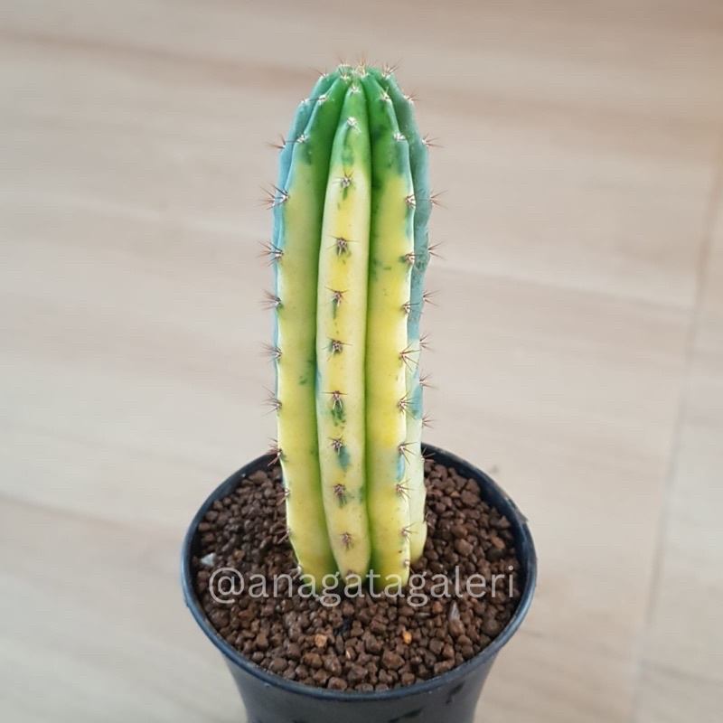 Jual Trichocereus Pachanoi Varigata I | Kaktus Gymno Euphorbia | Shopee ...