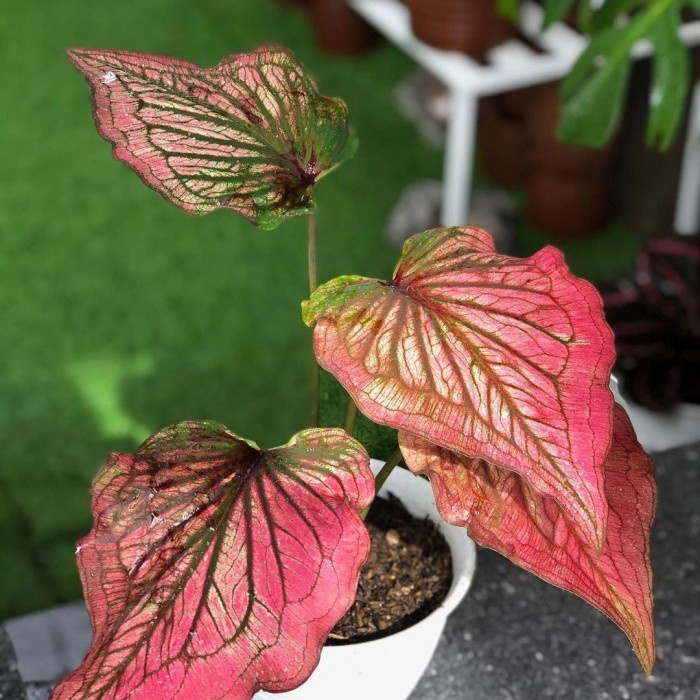 Jual Tanaman Hidup/Tanaman Hias Infinity/Tanaman Caladium/Tanaman Murah ...