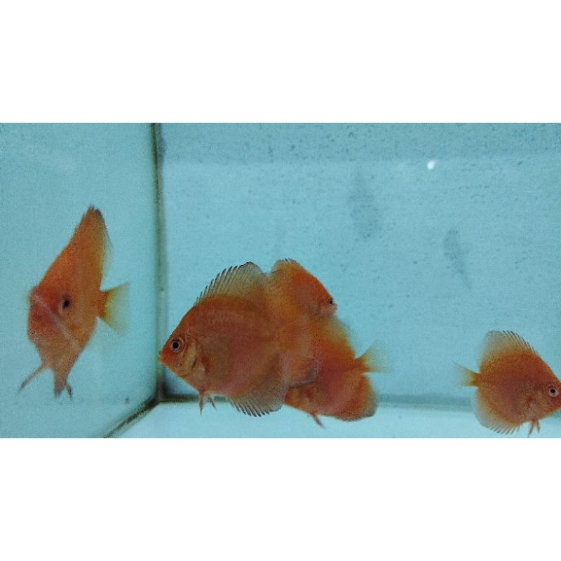 Jual Discus Pigeon 1.5 inchi | Shopee Indonesia