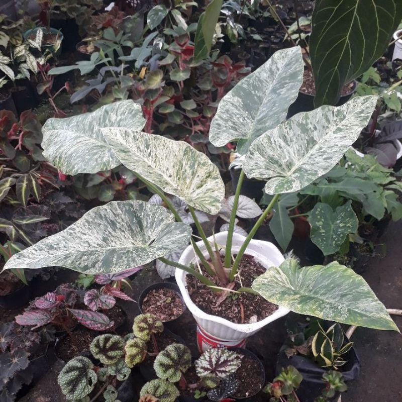 calandiva plant Calandiva Assortment