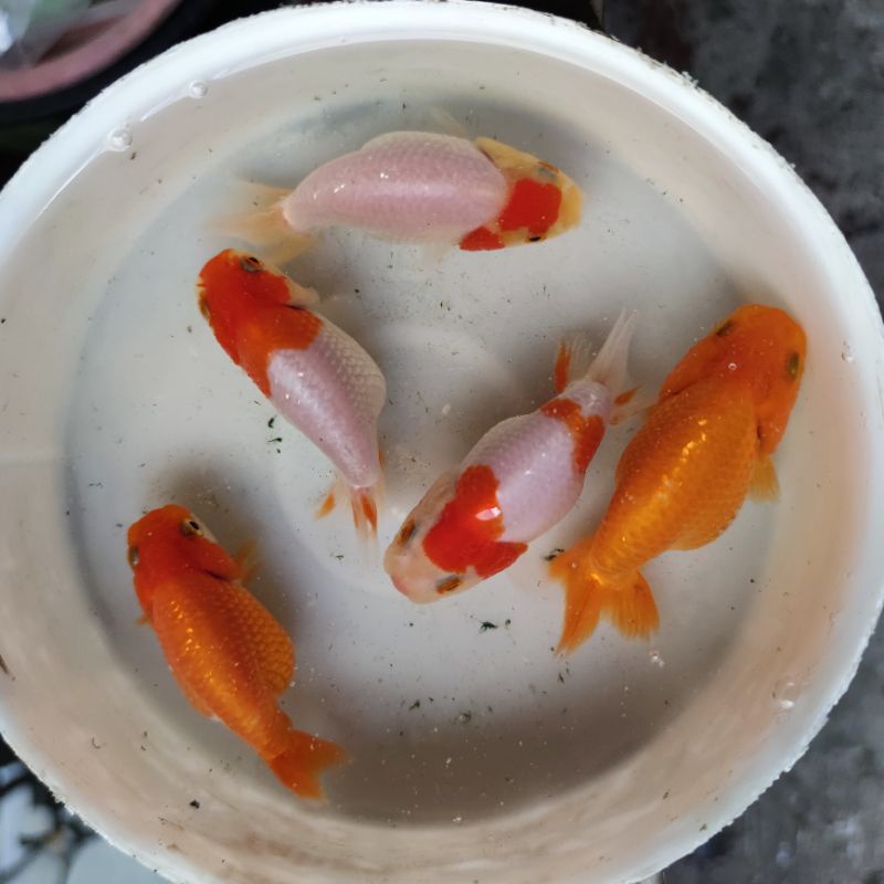 Jual Ikan hias maskoki mas koki ranchu RW | Shopee Indonesia